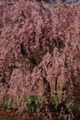 Prunus subhirtella 'Pendula' - višeň chloupkatá - celek
